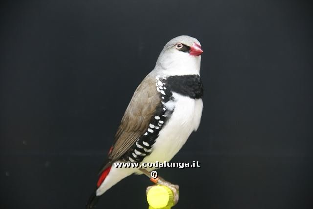 img_2828.jpg