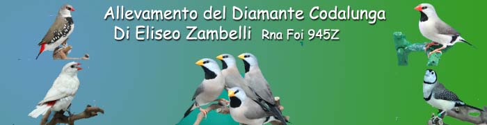 Eliseo Zambelli - Ny�rsfark� amandina teny�szt�